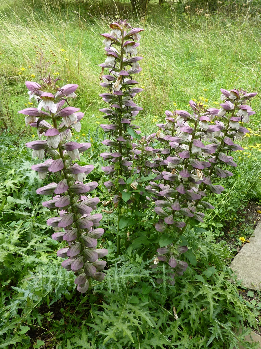 Spiny Bear Breeches (Acanthus spinosus)