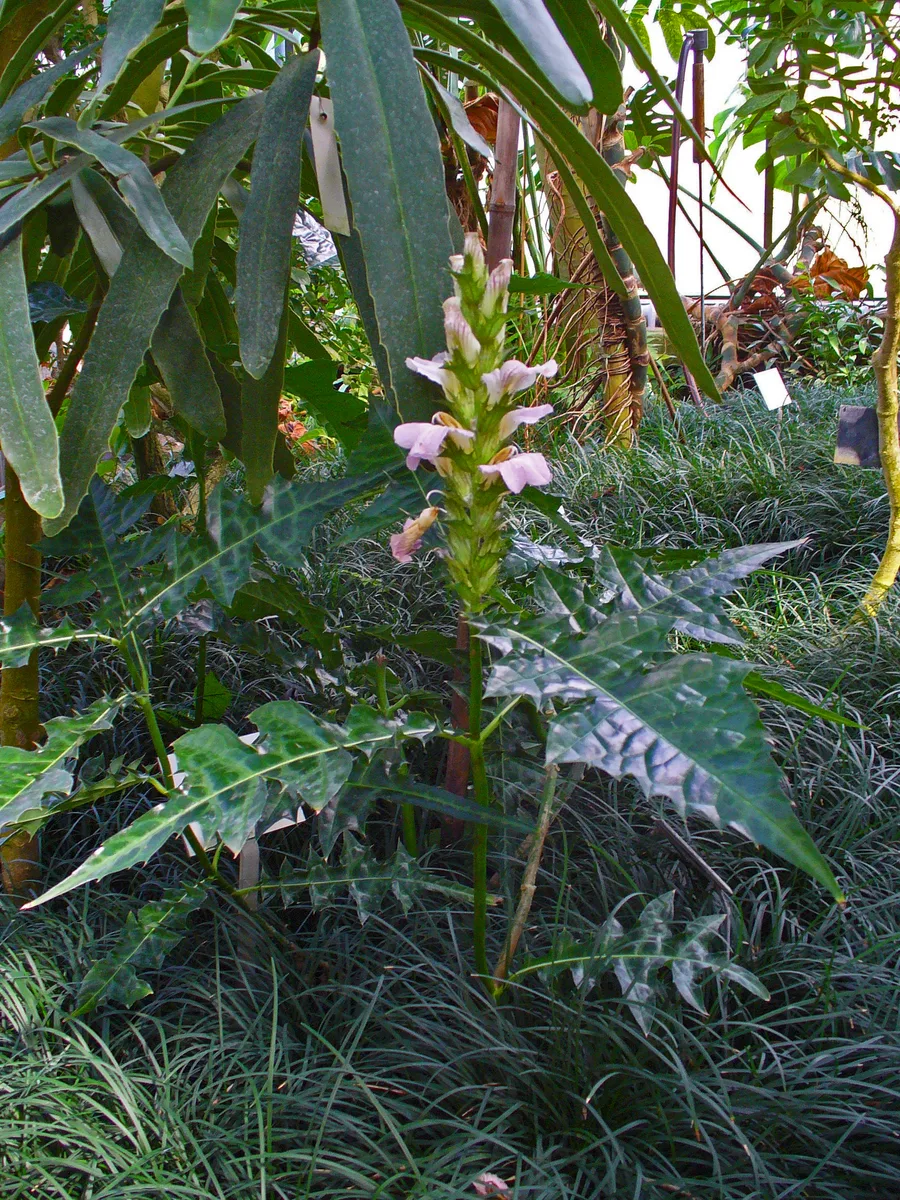 Mountain Thistle Acanthus (Acanthus montanus)