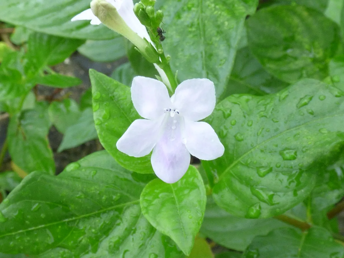 Clockweed (Asystasia gangetica)