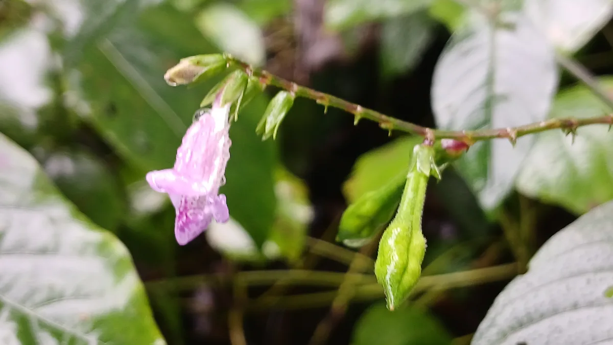 Chinese Violet
