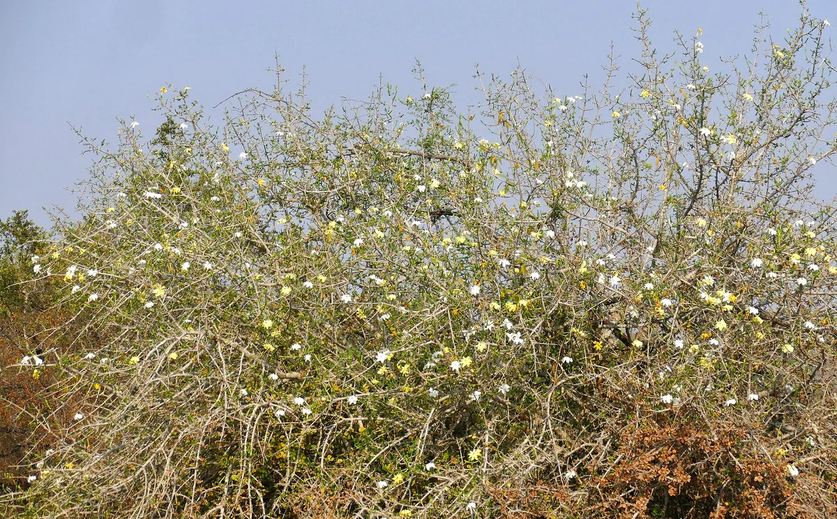 African Gardenia (Gardenia volkensii)