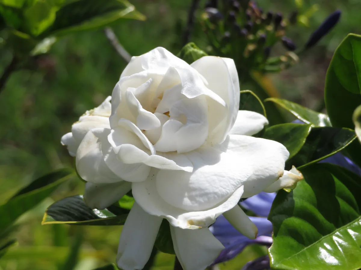 Cape Gardenia (Gardenia augusta)