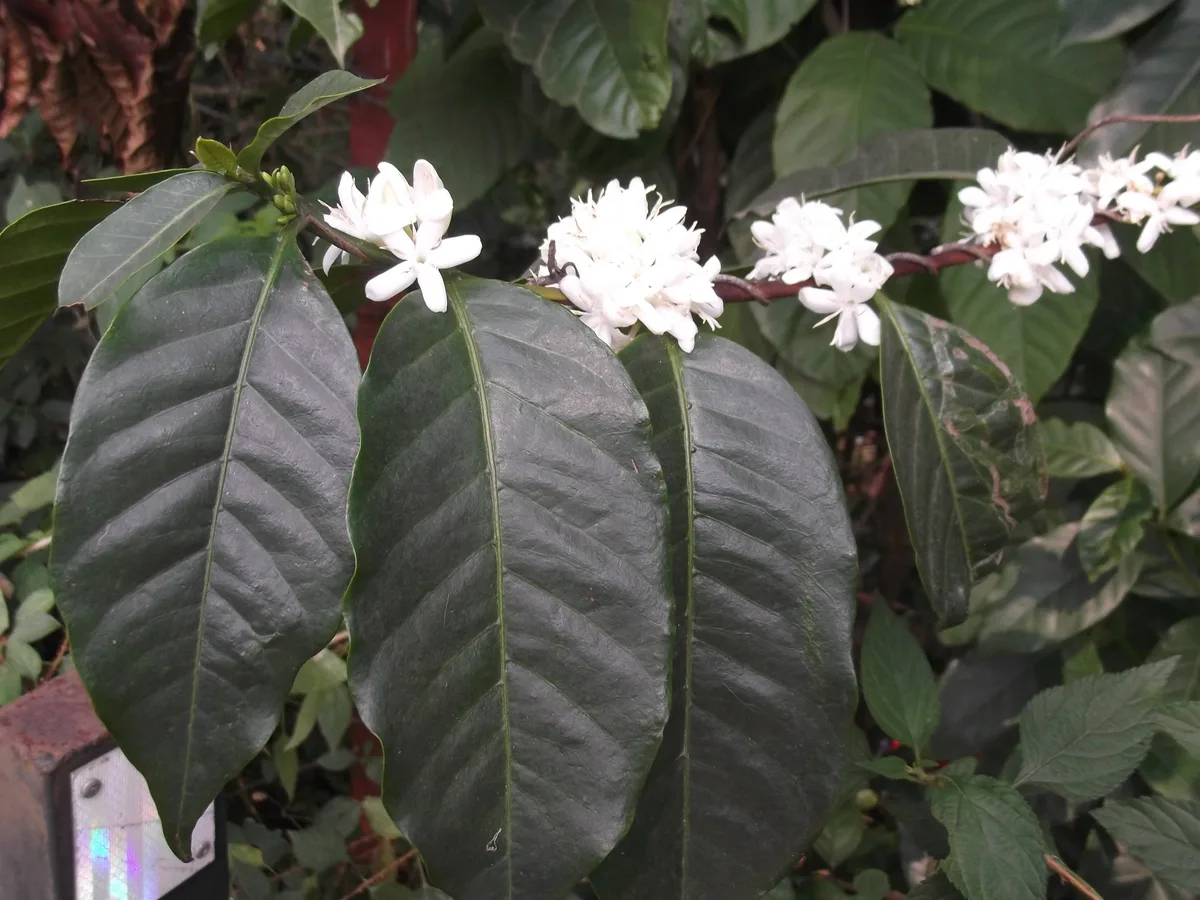 Coffee Shrub (Coffea arabica)
