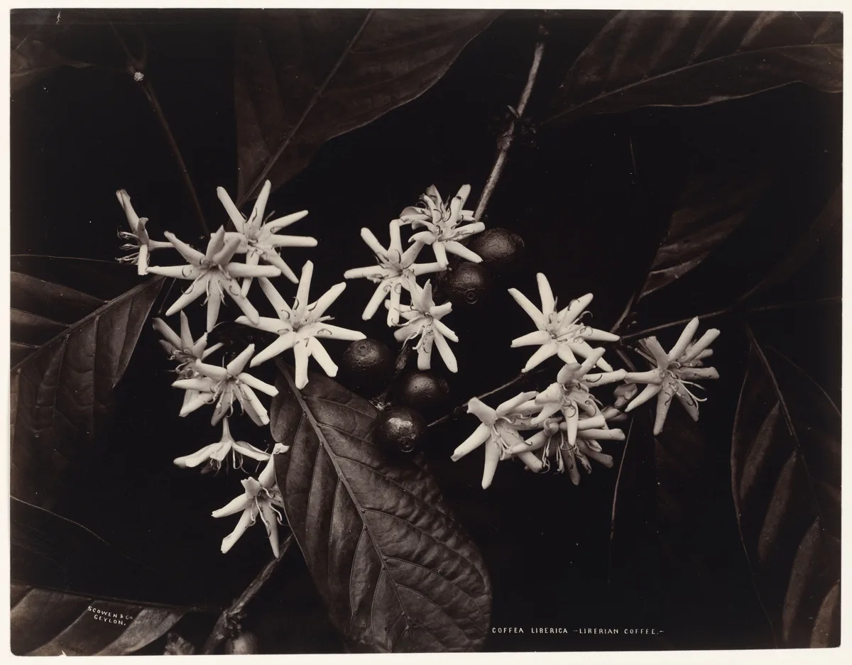 Liberica Coffee (Coffea liberica)