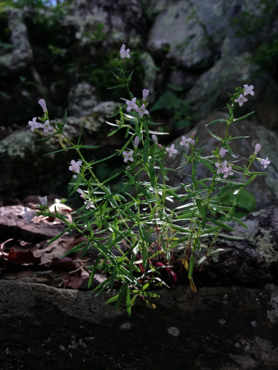 Longleaf Bluets