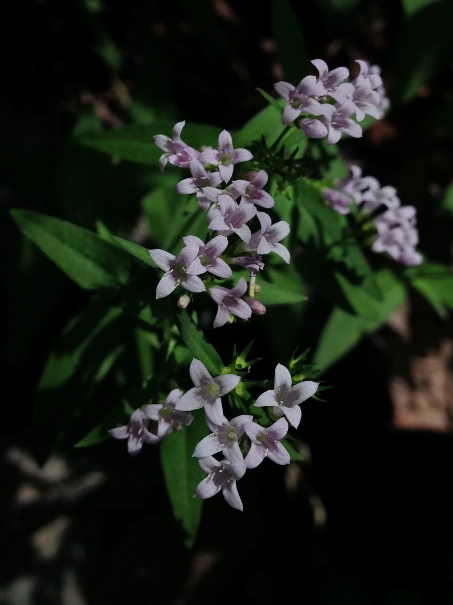 Large Houstonia