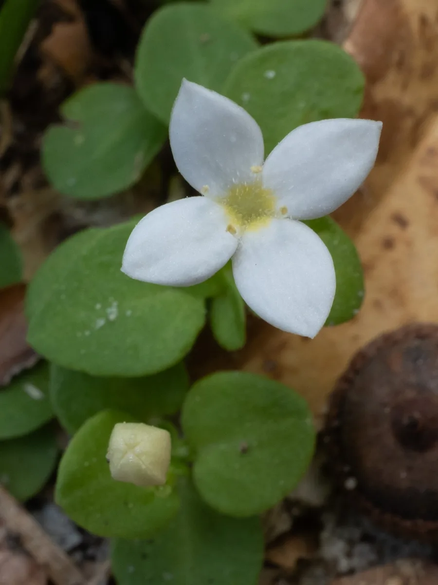Southern Bluets