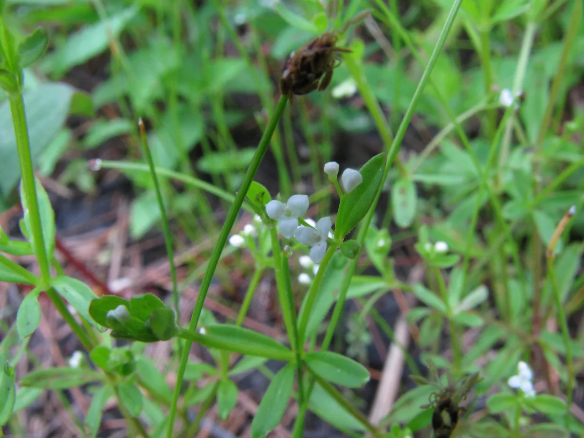 Small Bedstraw