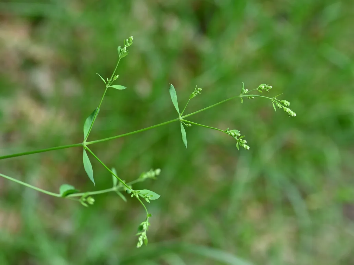 Forest Bedstraw (Galium sylvaticum)