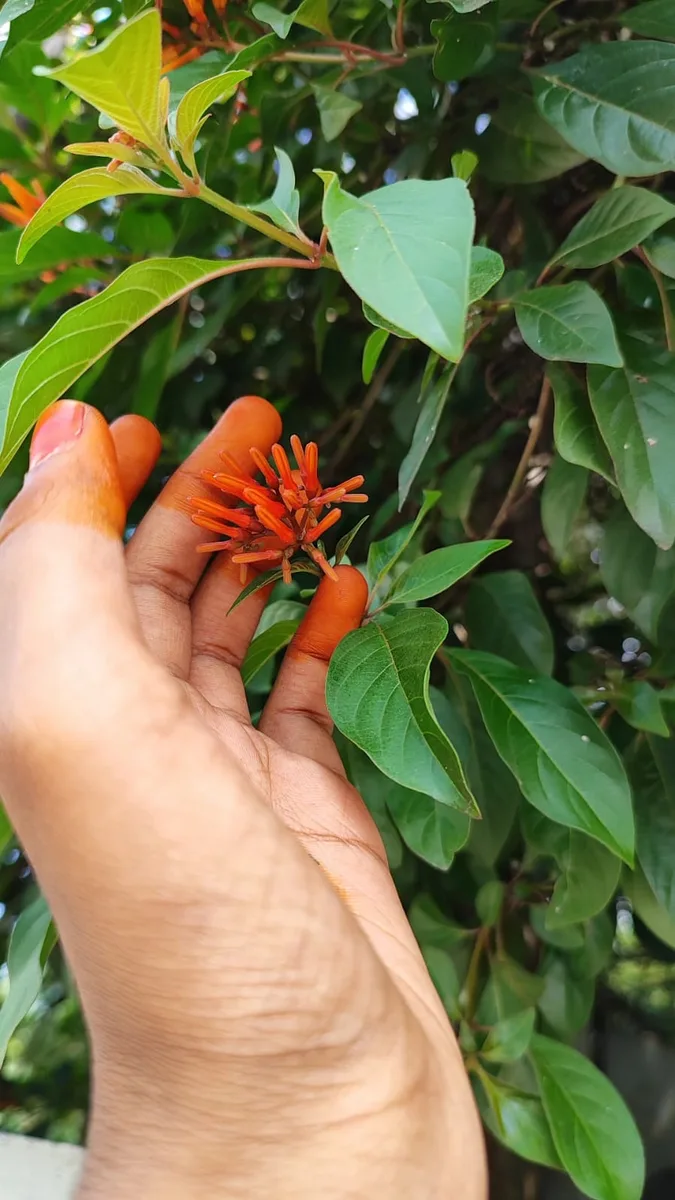 West Indian Jasmine (Ixora ferrea)