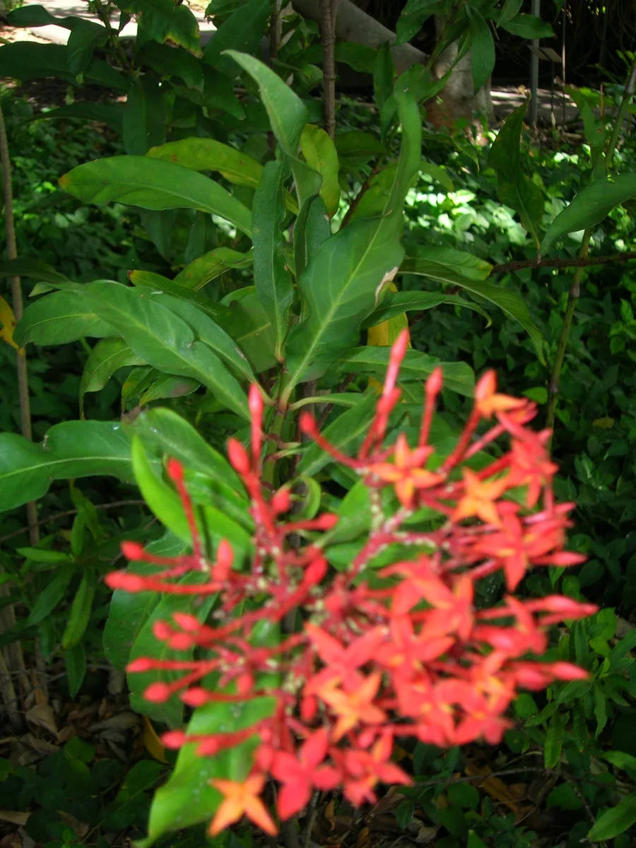 Torch Ixora (Ixora casei)
