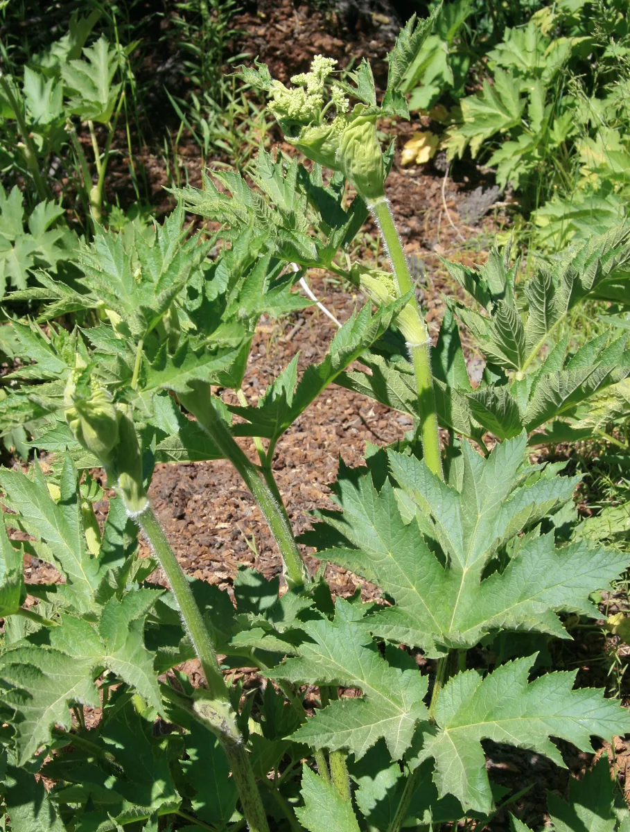 Woolly Cow Parsnip (Heracleum lanatum)