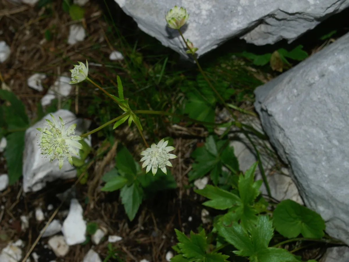 Bavarian Masterwort (Astrantia bavarica)