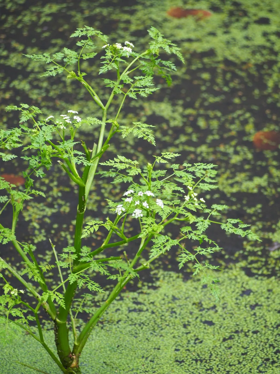 Fineleaf Water Dropwort