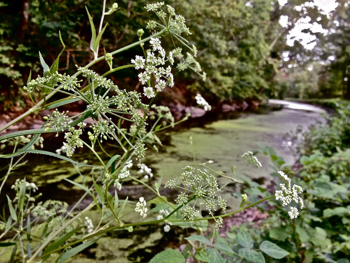 Water Parsnip (Sium suave)
