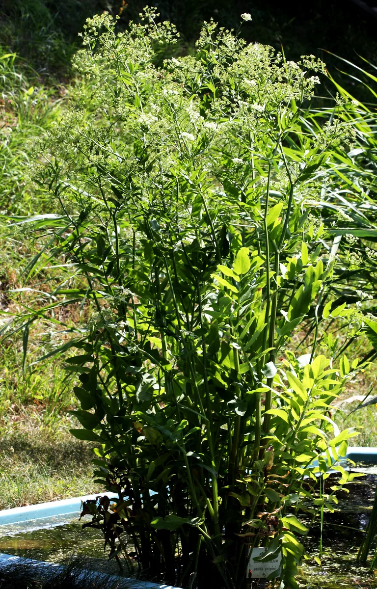 Broadleaf Water Parsnip (Sium latifolium)