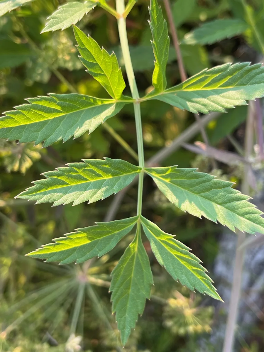 Western Water Hemlock (Cicuta douglasii)