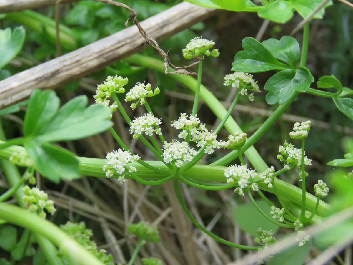 Sea Parsley