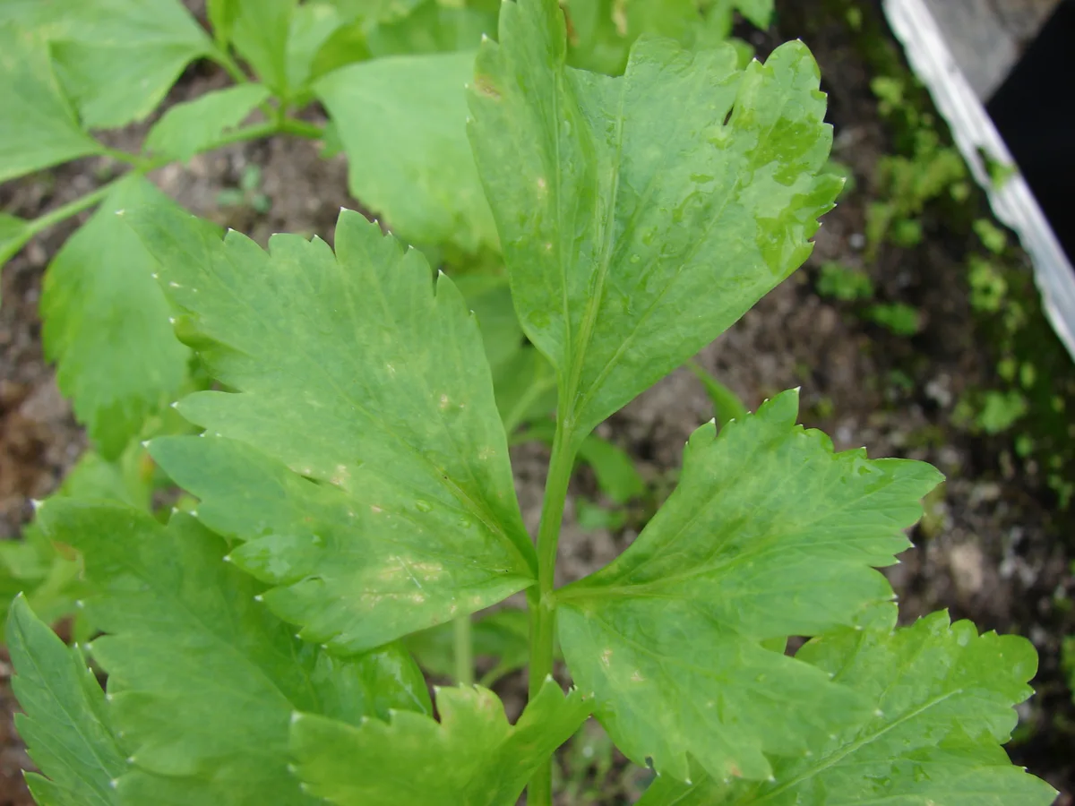 Wild Celery
