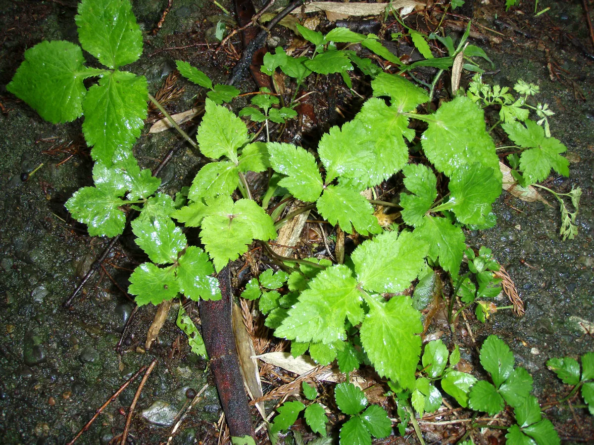 Japanese Parsley (Cryptotaenia japonica)