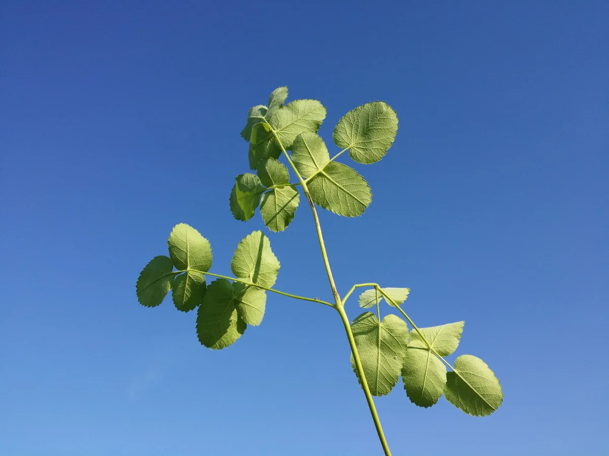 Laserwort (Laserpitium latifolium)