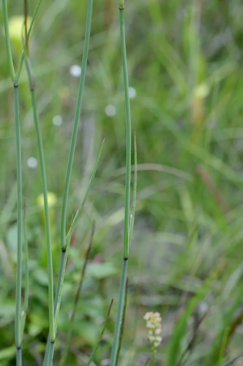 Corkyfruit Water Dropwort (Tiedemannia filiformis)