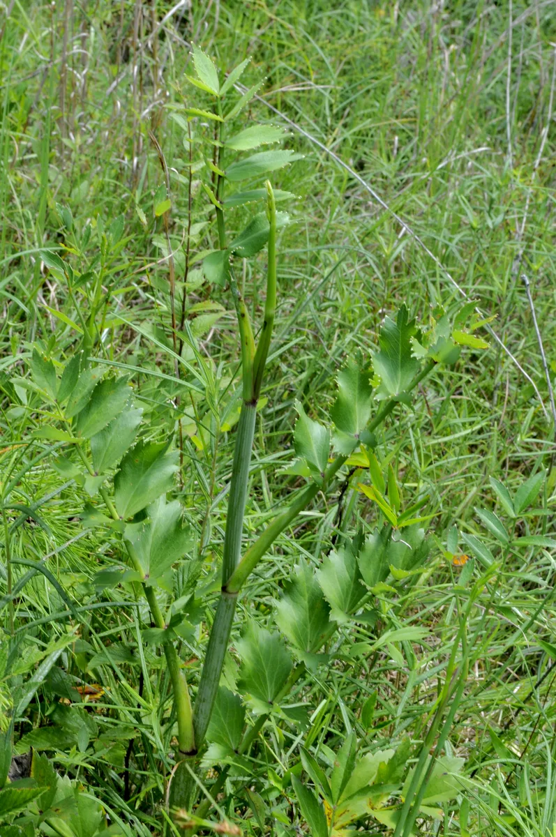 Water Cowbane (Oxypolis rigidior)