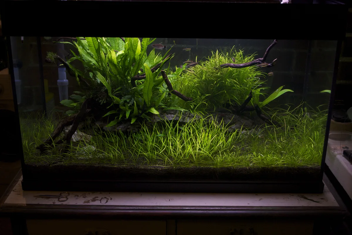 Needle Spikerush (Eleocharis acicularis)
