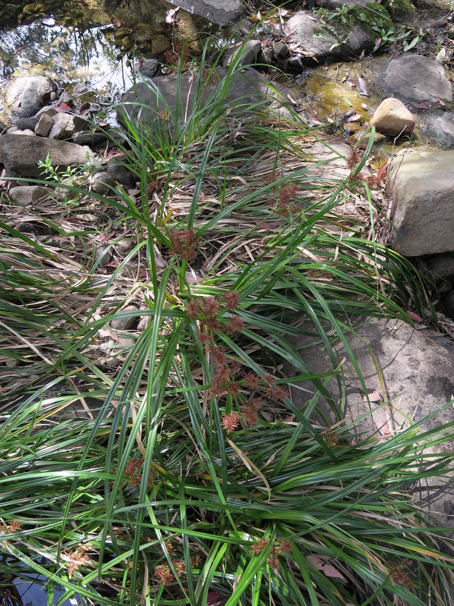 Purple Nutsedge (Cyperus rotundus)