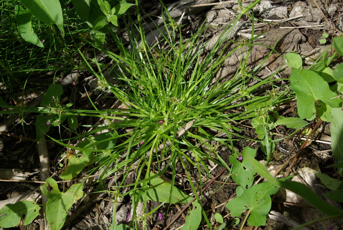 Brown Galingale