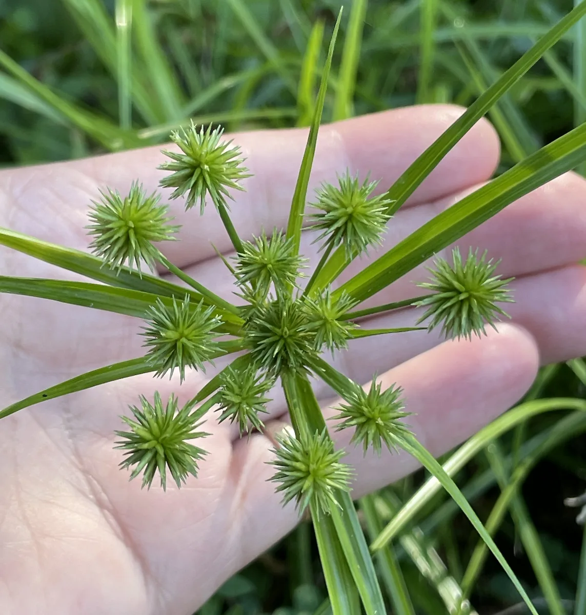 Baldwin Flatsedge (Cyperus croceus)