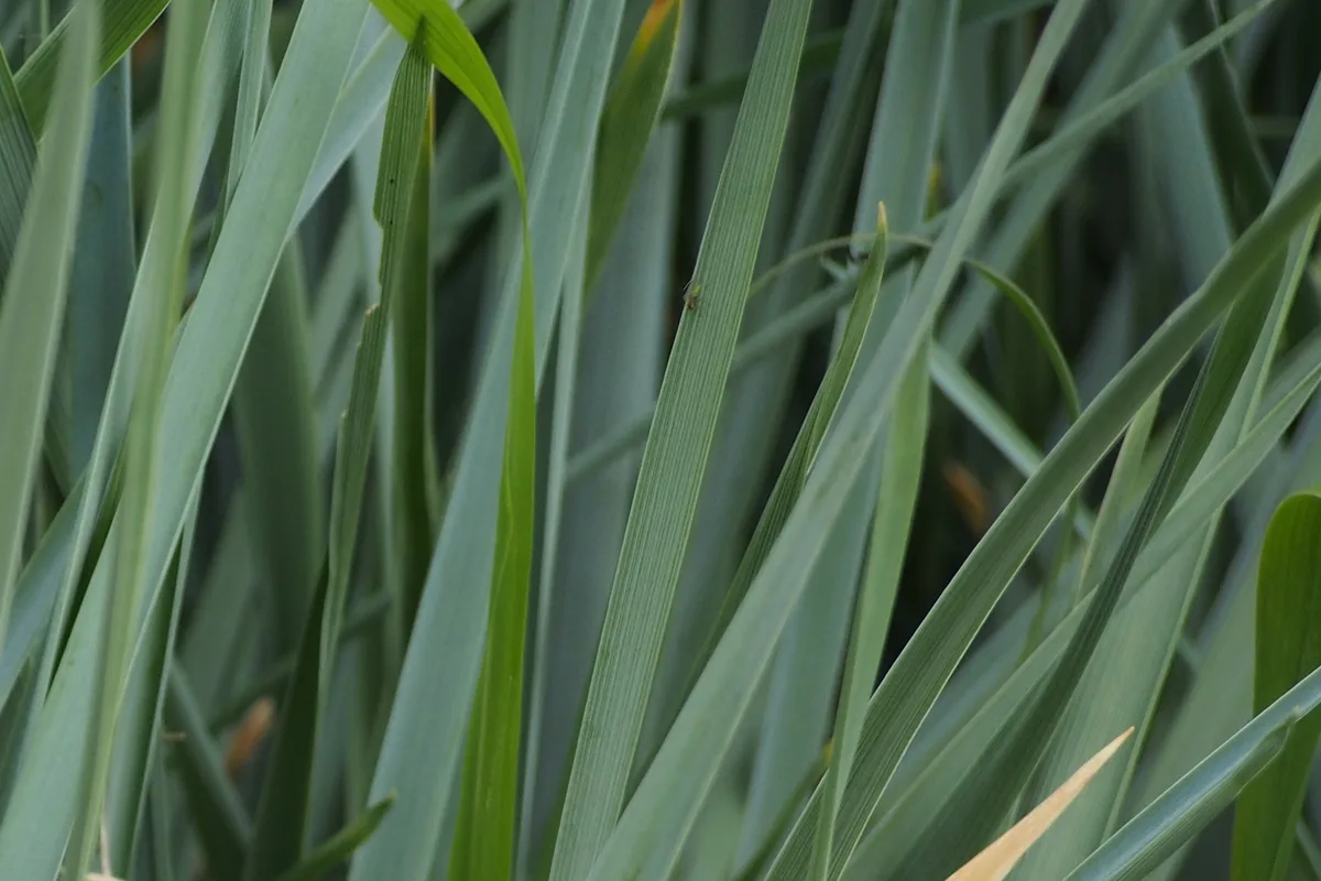 Blue Wildrye (Elymus glaucus)