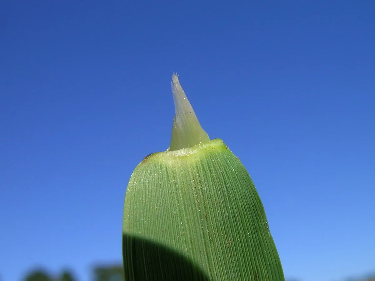 Southern Cutgrass