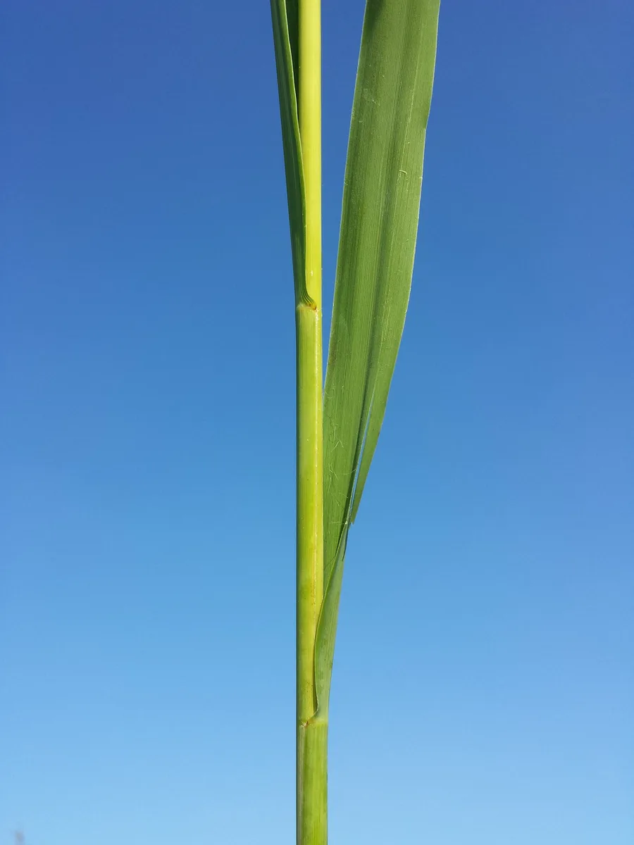 Tall Moor Grass