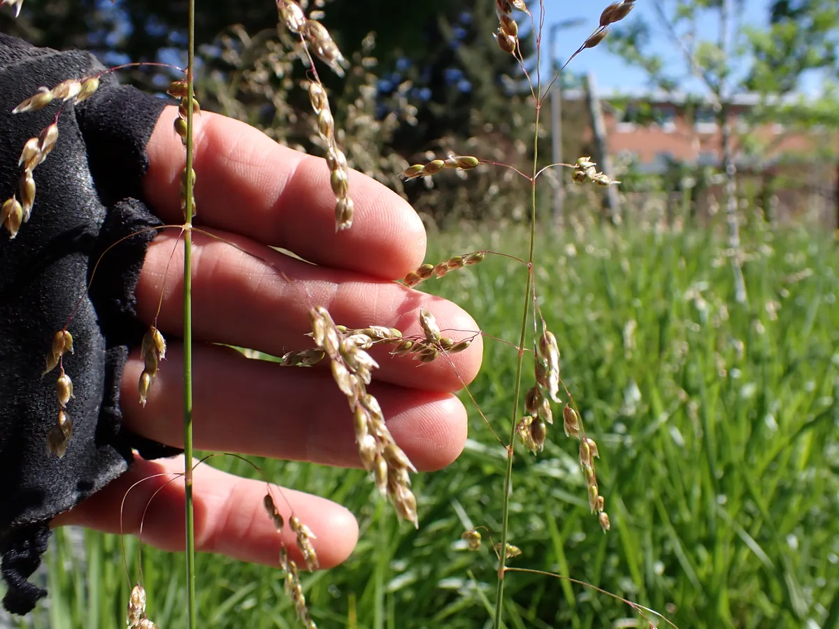 Vanilla Grass (Anthoxanthum hirtum)