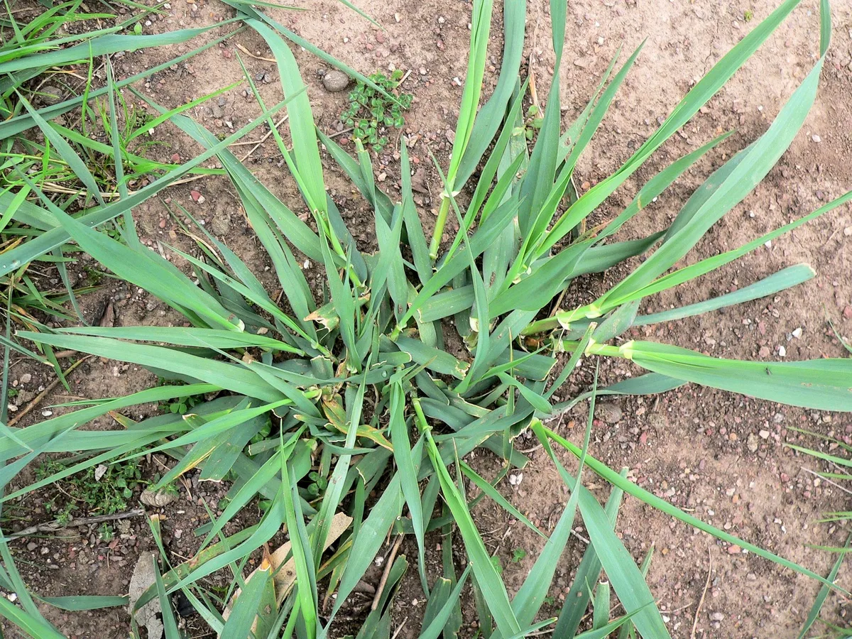 Harding Grass (Phalaris aquatica)