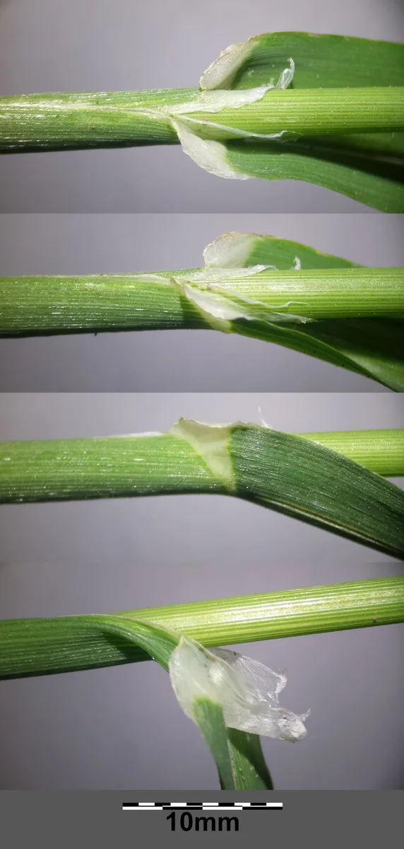 Canary Grass (Phalaris canariensis)