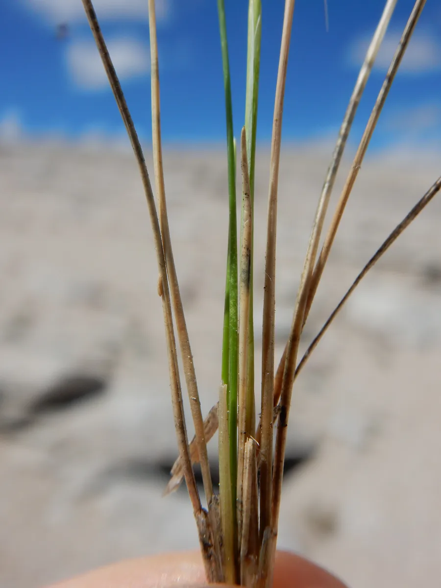 Idaho Fescue