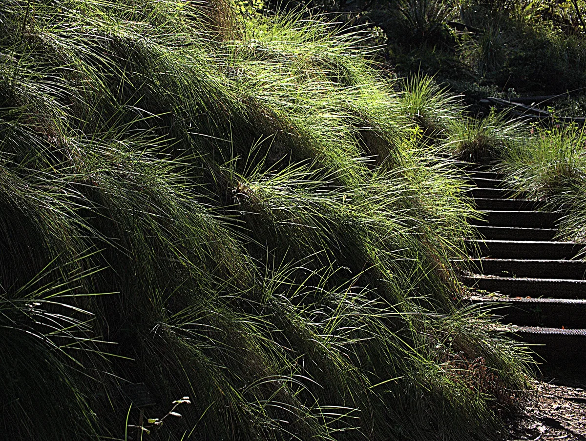 California Fescue