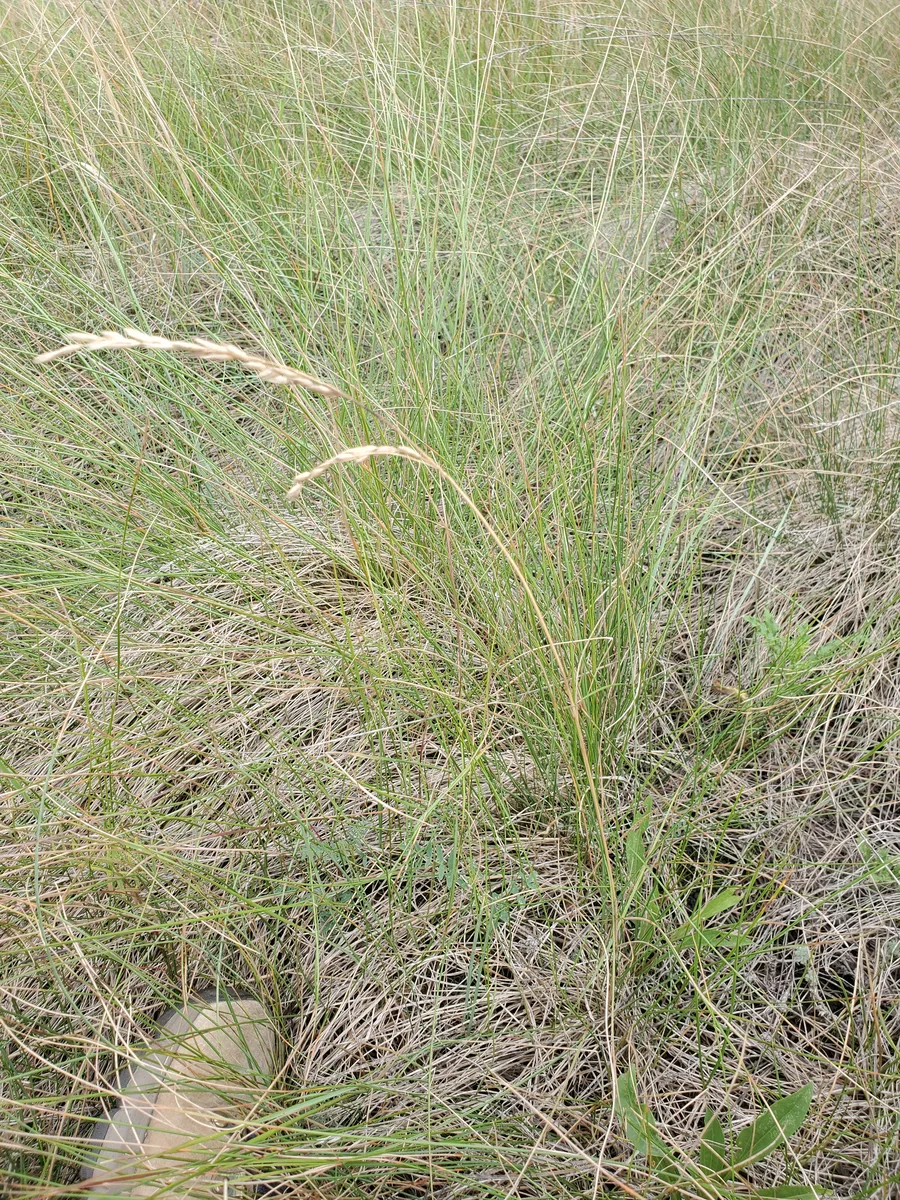 Prairie Fescue
