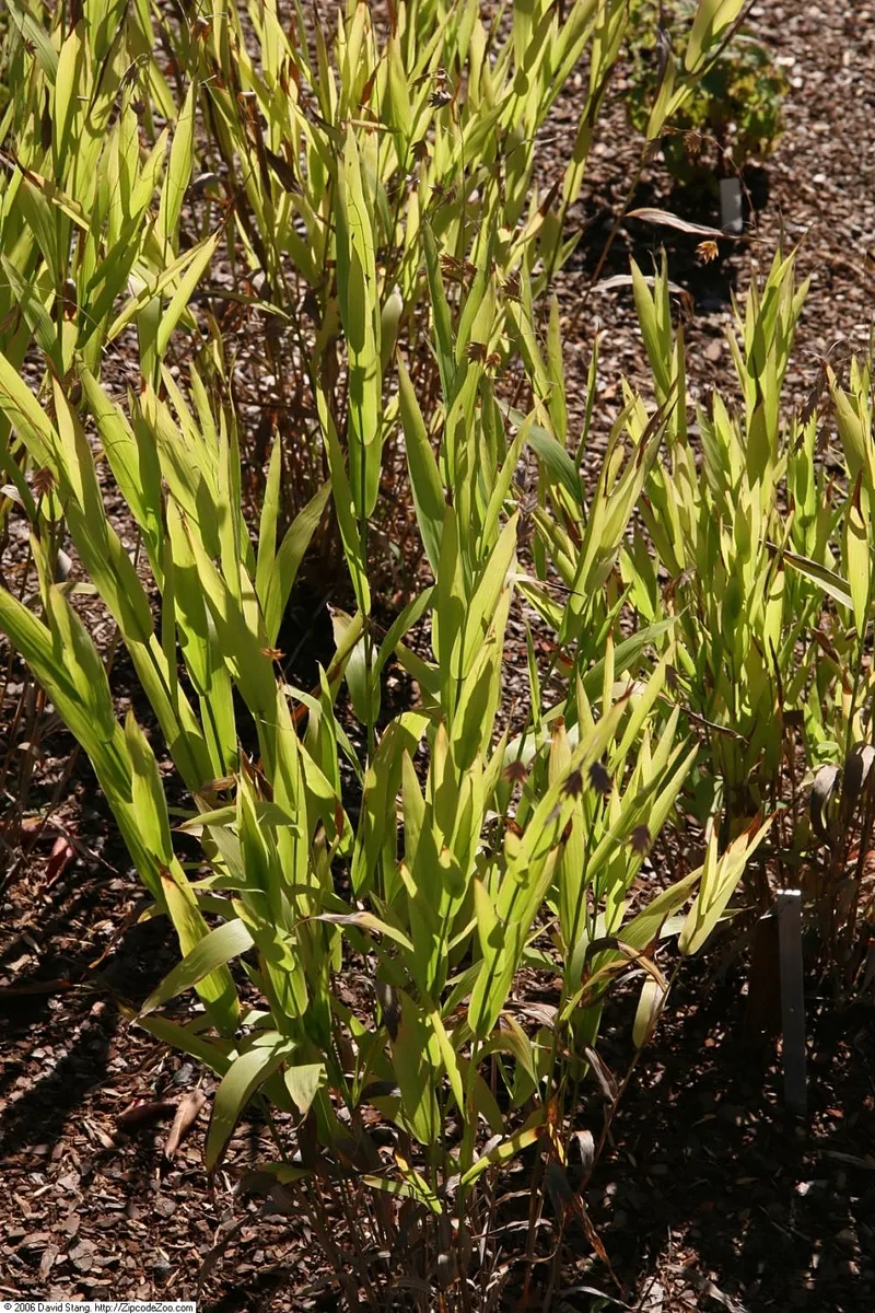 Slender Wood Oats