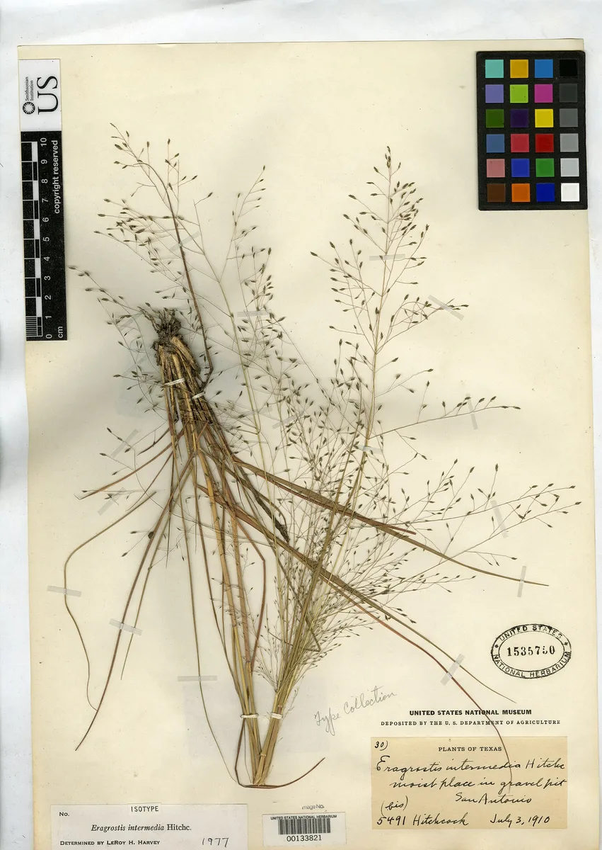 Plains Lovegrass