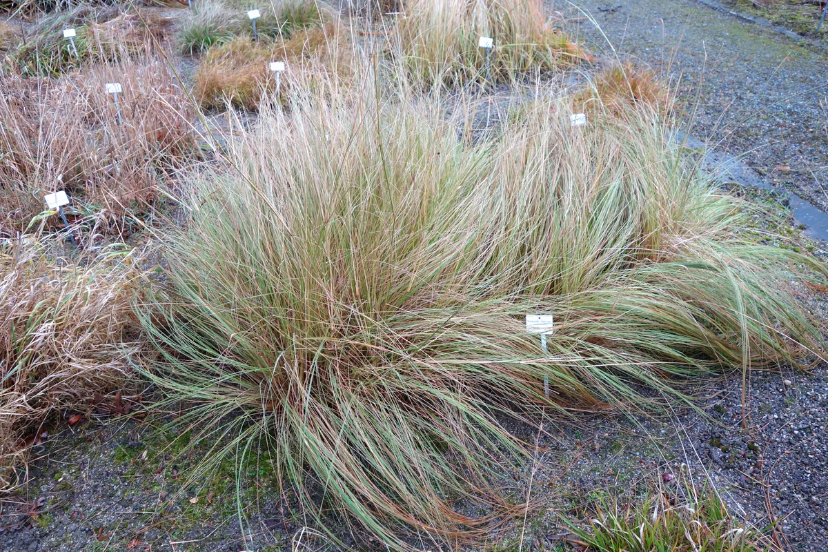 Sand Lovegrass