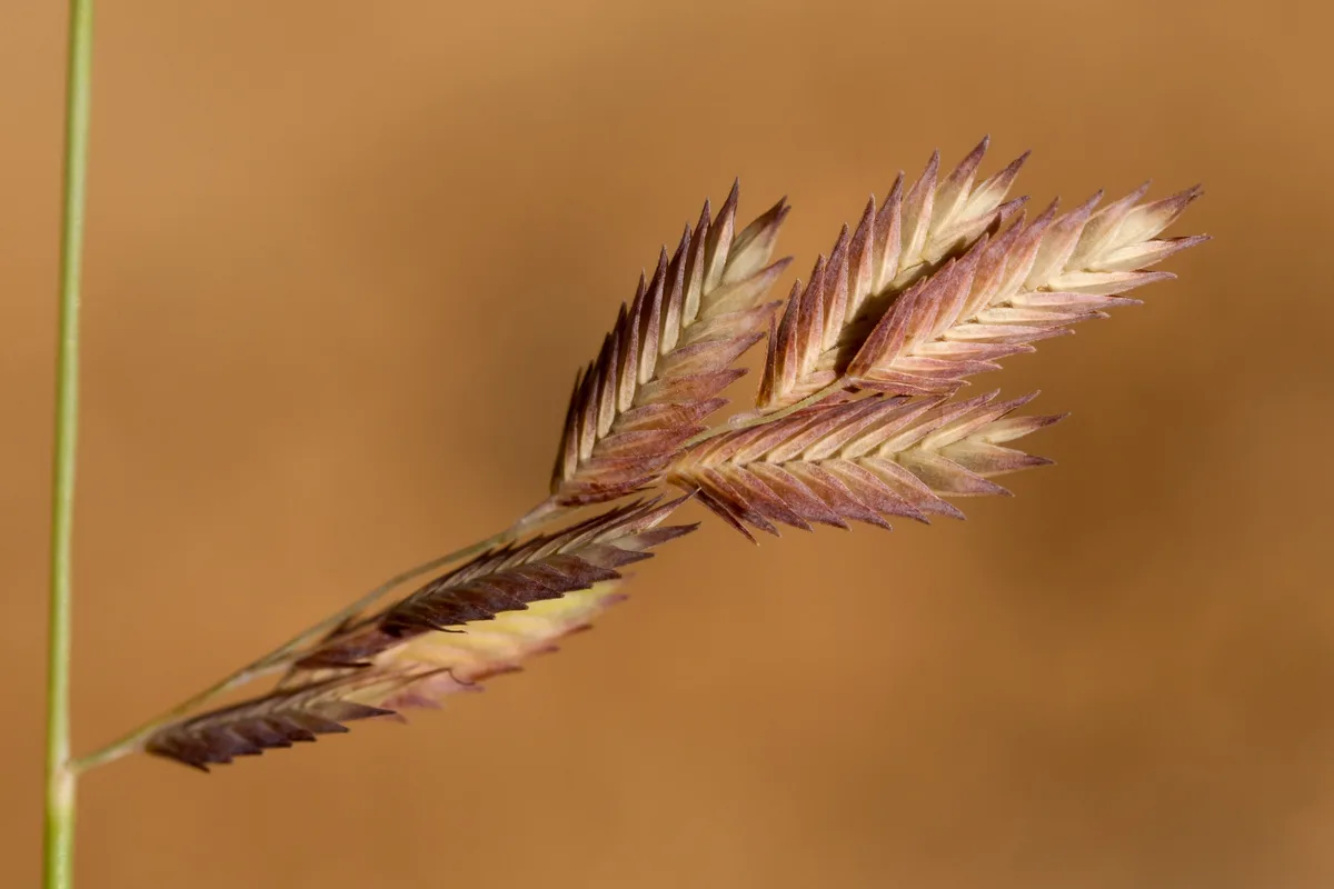 Hairy Grama Lovegrass