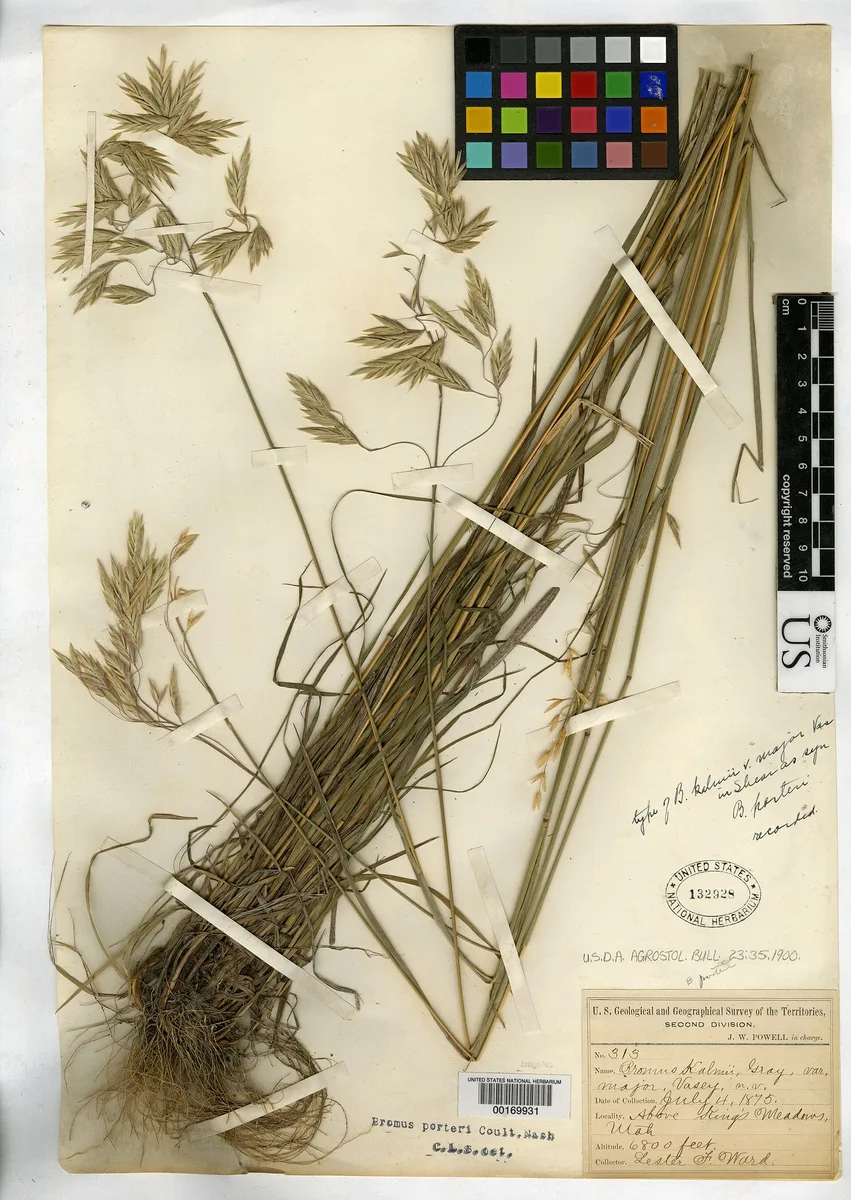 Prairie Brome (Bromus kalmii)