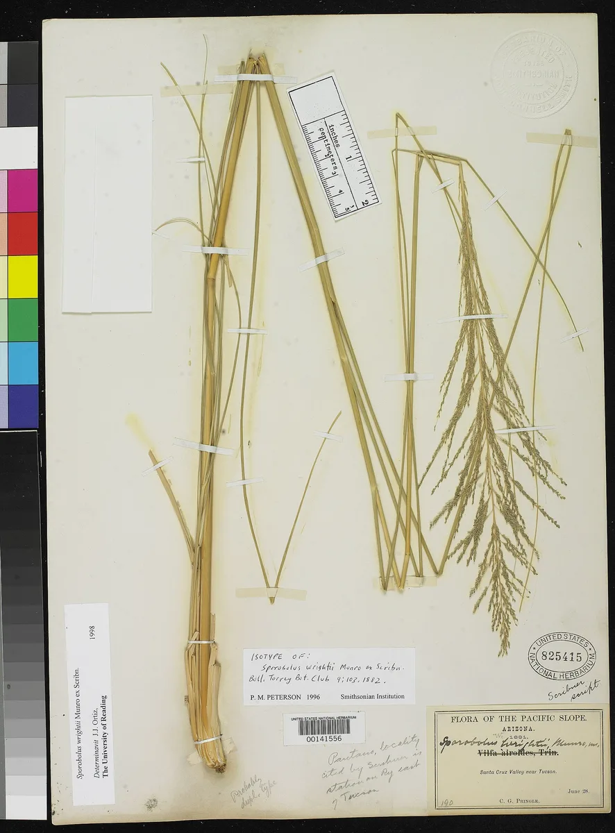Giant Sacaton (Sporobolus wrightii)