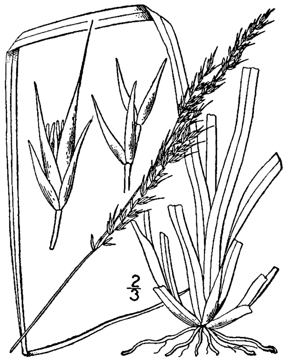 Smoky Mountain Dropseed (Sporobolus clandestinus)