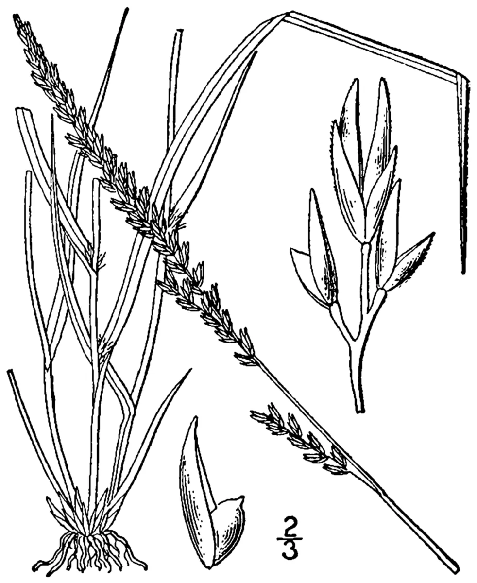 Rough Dropseed (Sporobolus compositus)