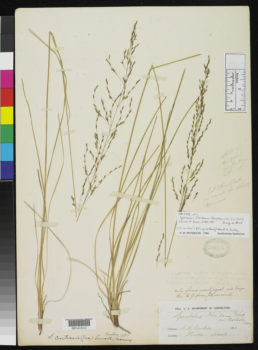 Pinewoods Dropseed (Sporobolus floridanus)