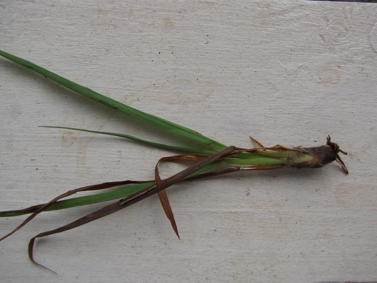 Vaseygrass